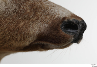 European roe deer mouth nose 0001.jpg